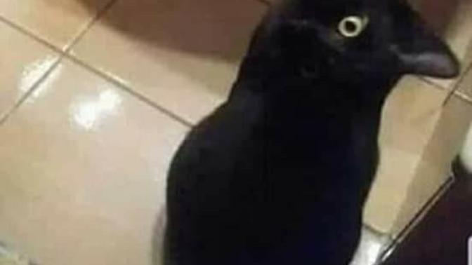 İlk bakışta kuş görenler psikokoğa gitmeliymiş, sizce de mantıklı mı?