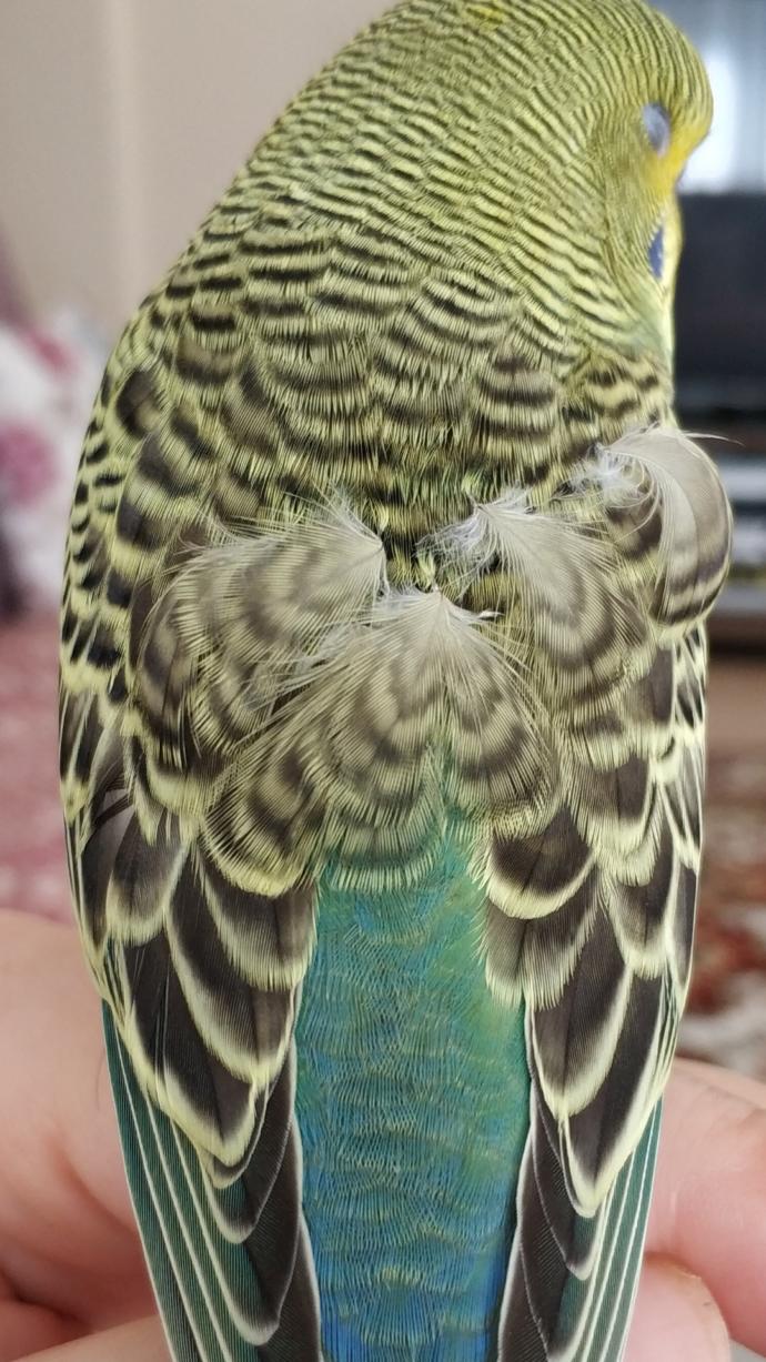 Muhabbet kuşu