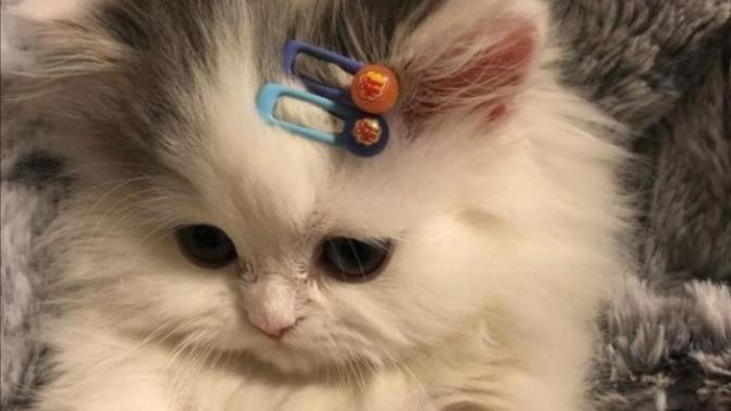 Evcil dostlarınıza toka takar mısınız?