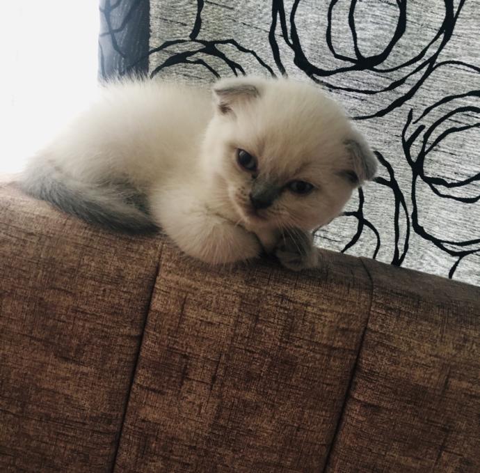 Dişi kedi isimleri önerebilir misiniz?