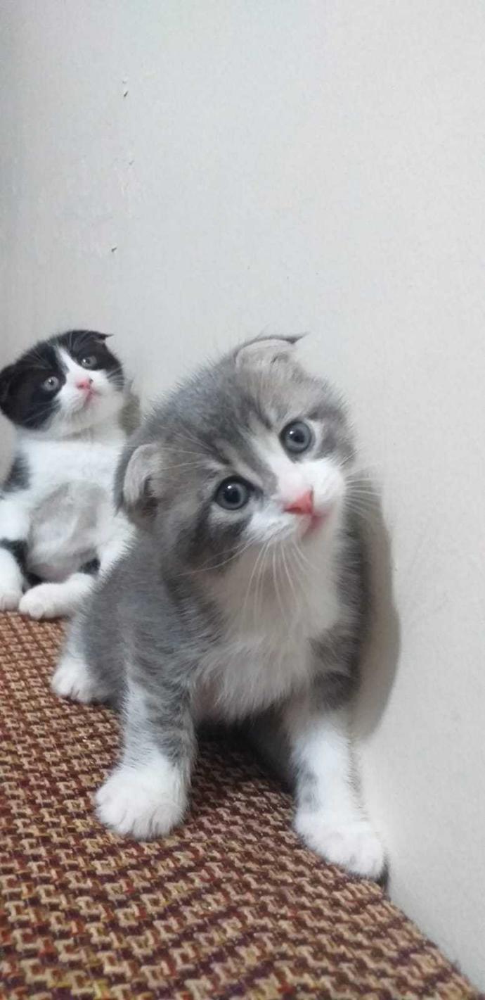 Dişi kedi isimleri önerebilir misiniz?