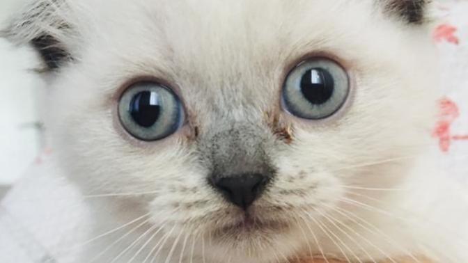 Dişi kedi isimleri önerebilir misiniz?