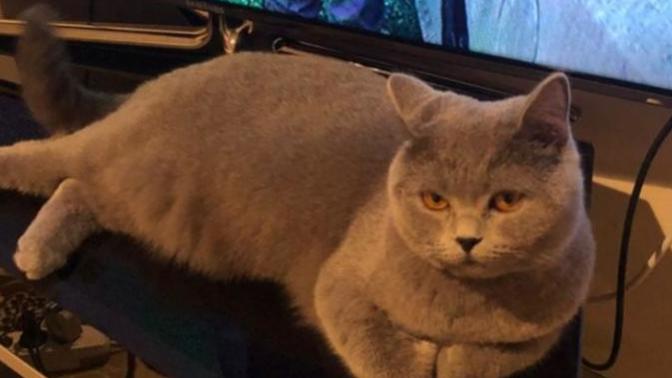 Bu kedi niye bana tip tip bakıyor?