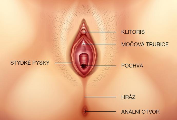 Klitoris