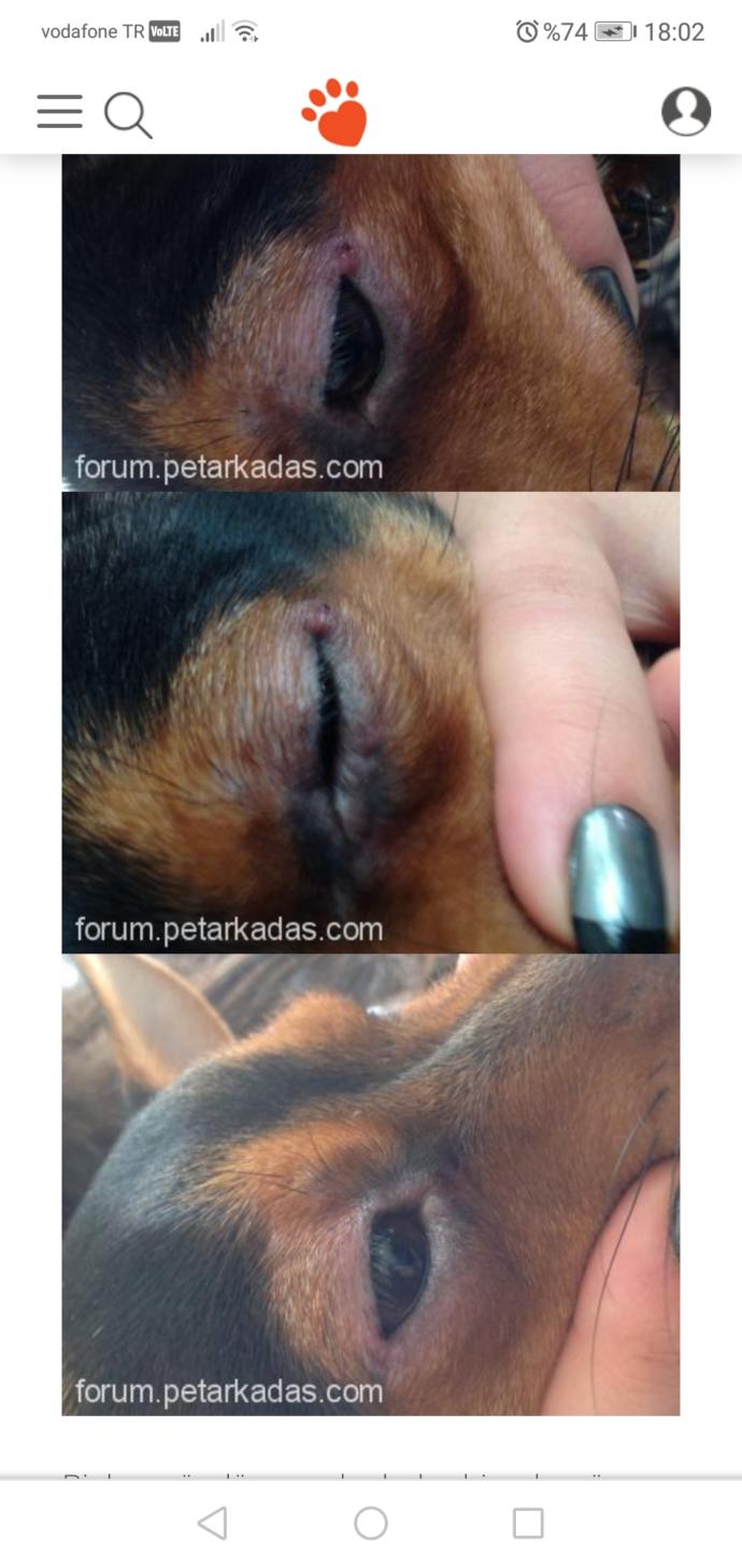 Köpeğimin göz çevresi pembe olmasının sebebi nedir?