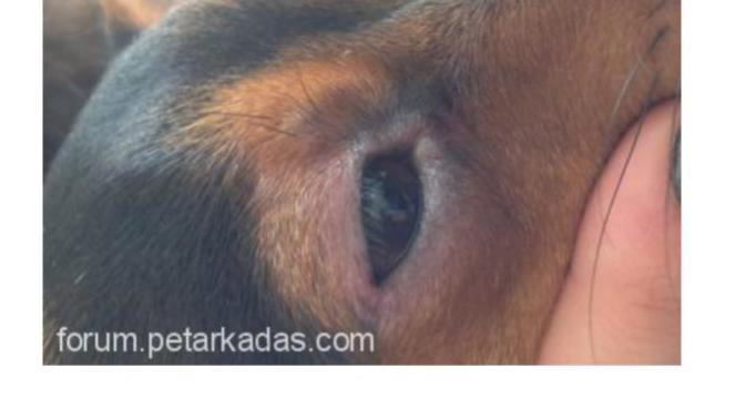 Köpeğimin göz çevresi pembe olmasının sebebi nedir?