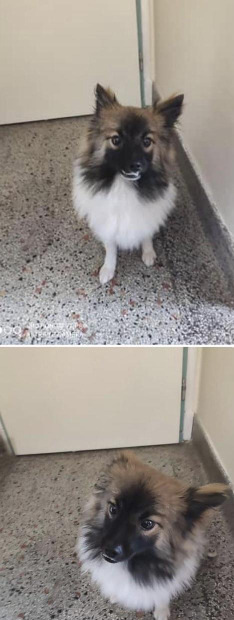 Erkek köpek ismi tavsiyesi verir misiniz?