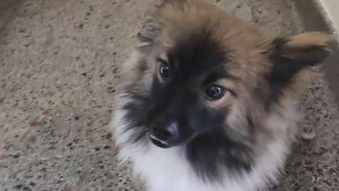 Erkek köpek ismi tavsiyesi verir misiniz?