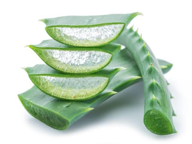 Aloe Vera bitkisi