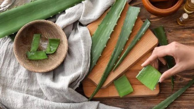 Aloe Vera Çamaşırları Temizler mi?