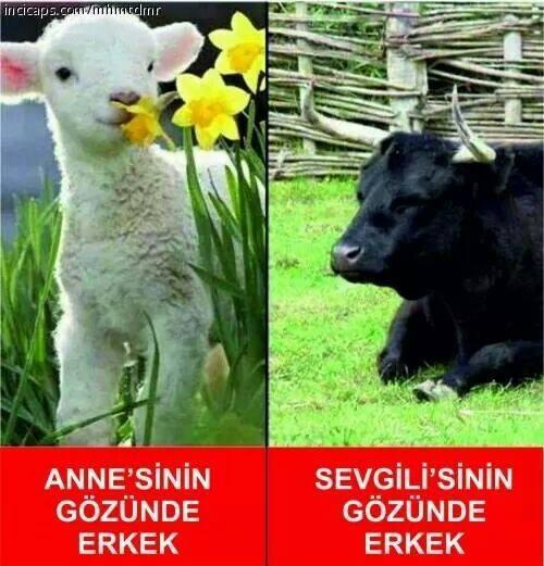 Kız arkadaşlarımın sevgilileri “aşkım, çiçeğim” diye severken benim sevgilim neden beni “aslan parçası” diye seviyor?