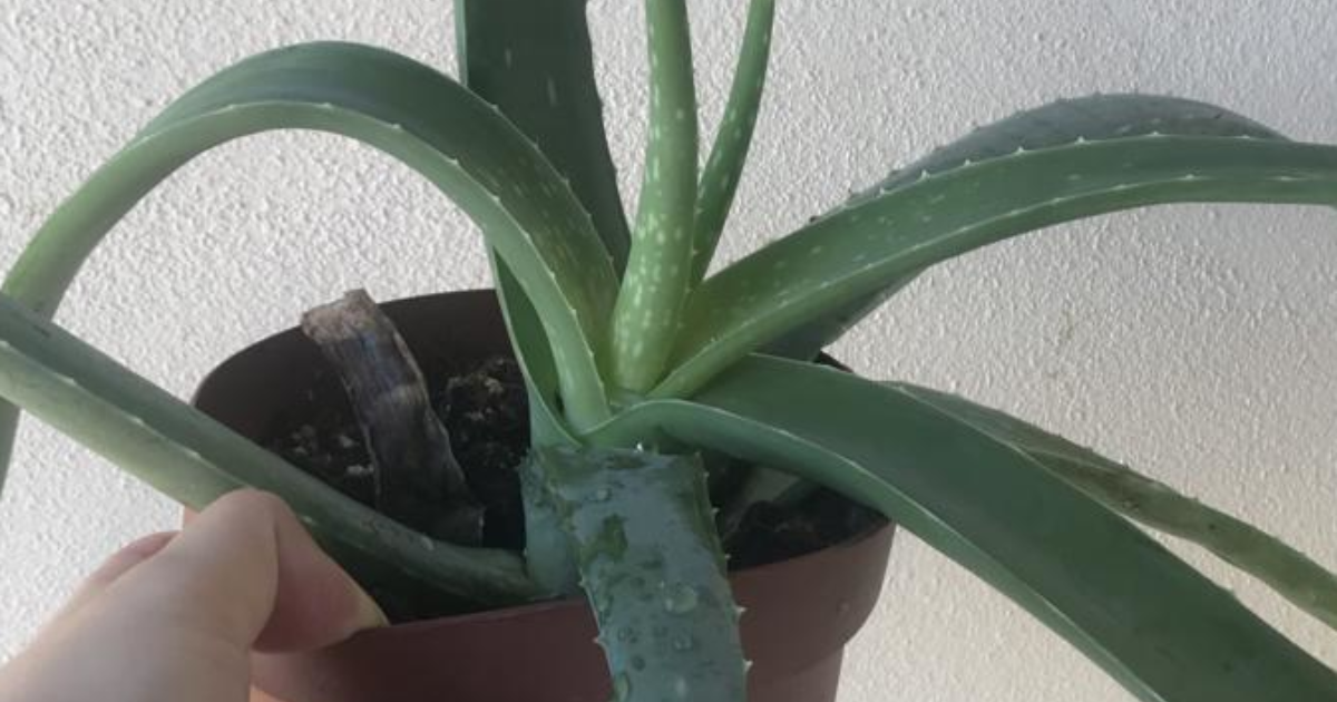 was bewirken aloe vera kapseln Aloe Vera: Naturwunder mit vielfältigen Anwendungen und Eigenschaften main image 0