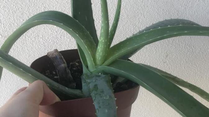 Aloe vera nasıl çoğaltılır?