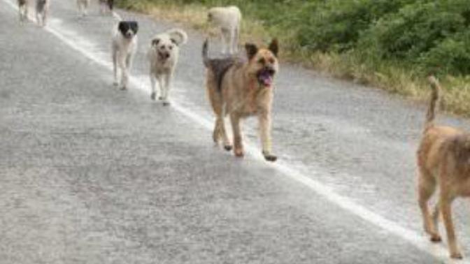 Bazı sokak köpekleri neden saldırganlar?