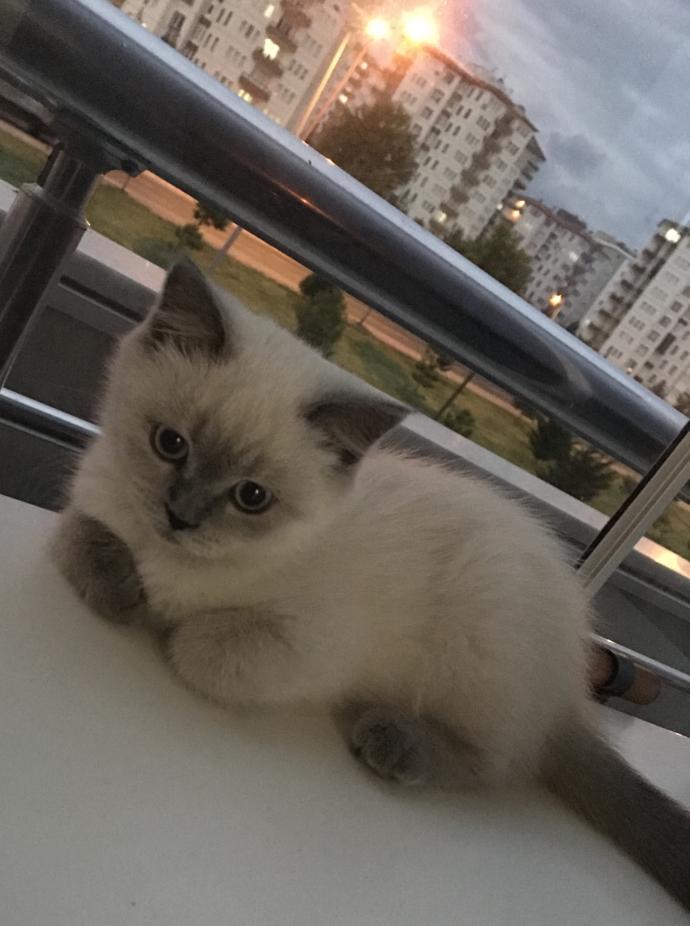 Kediniz tatile gitmenizi istemezse tatil planınızı değiştirir misiniz?