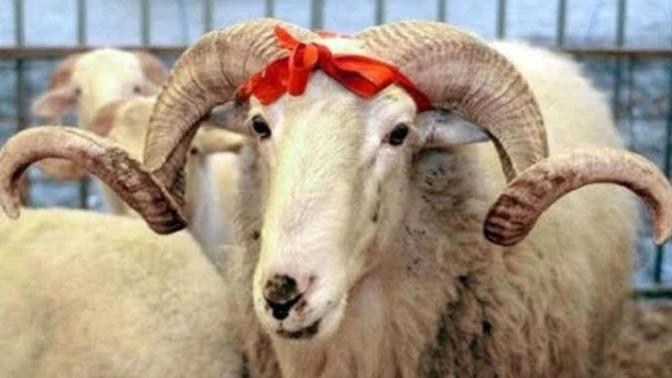 Bayram tatilinde ve bayramda neler yapacaksınız?