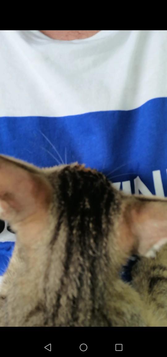 Evcil hayvanınızın tuhaf davranışı var mı?