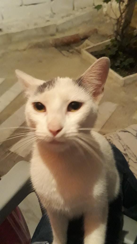 Evcil hayvanınızın tuhaf davranışı var mı?