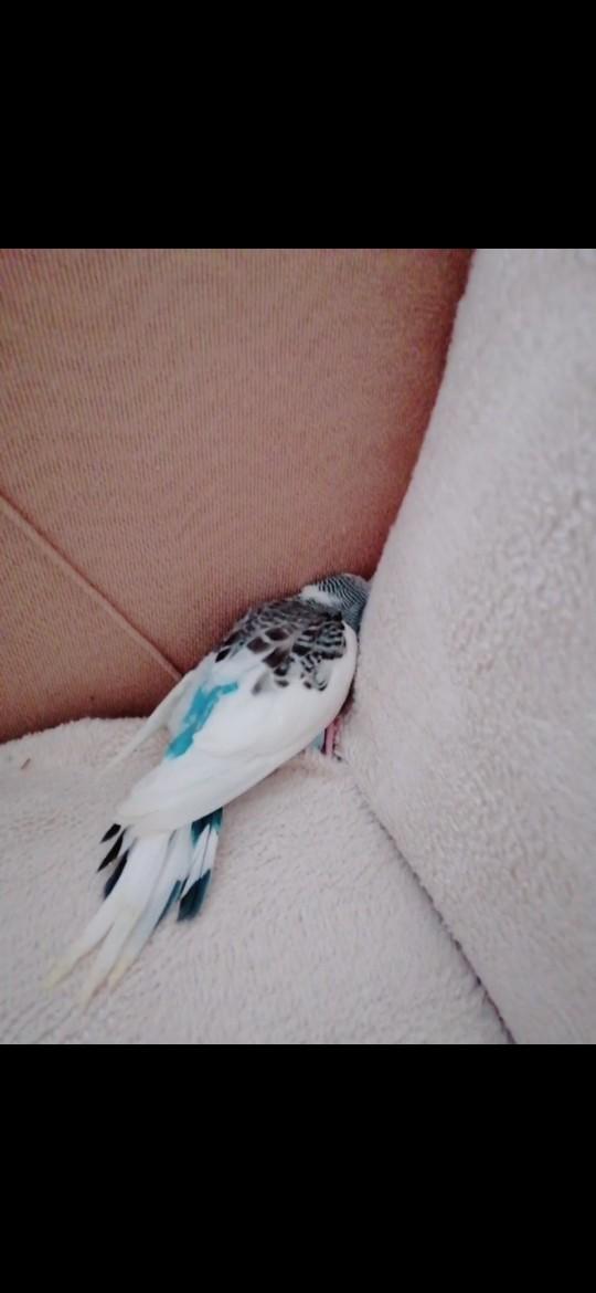 Evcil hayvanınızın tuhaf davranışı var mı?