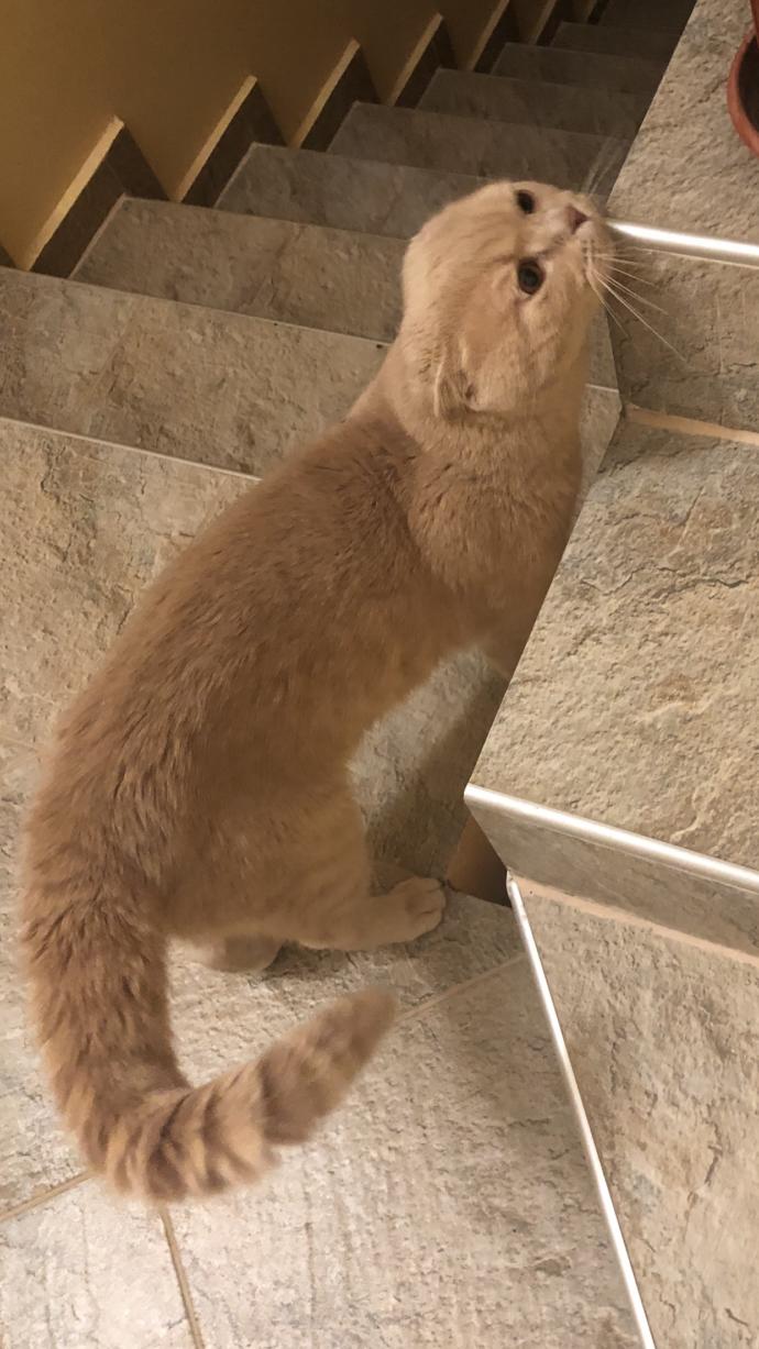 Evcil hayvanınızın tuhaf davranışı var mı?