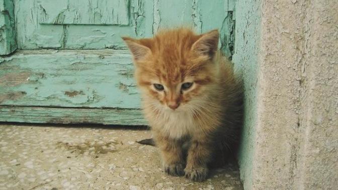 Sokak kedisi neden her gece sokakta yüksek sesle miyavlıyor?