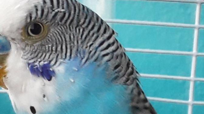 Muhabbet kuşumun göz çevresi sarardı, neden olabilir?