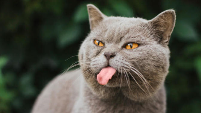 Cins kedi mi sahiplenmek istersiniz yoksa sokak kedisi mi?