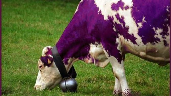 Milka ineklerim Fıratsuyu olmadan süt verimi veremediklerini söylediler! Bu sevimli inekler için çözüm olarak ne önerirsiniz🙂?