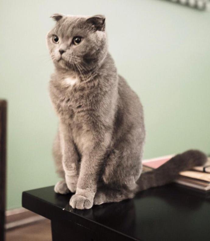Bugün 8 Ağustos #DünyaKedilerGünü Bugüne kadar hiç kedi sahiplendin mi?