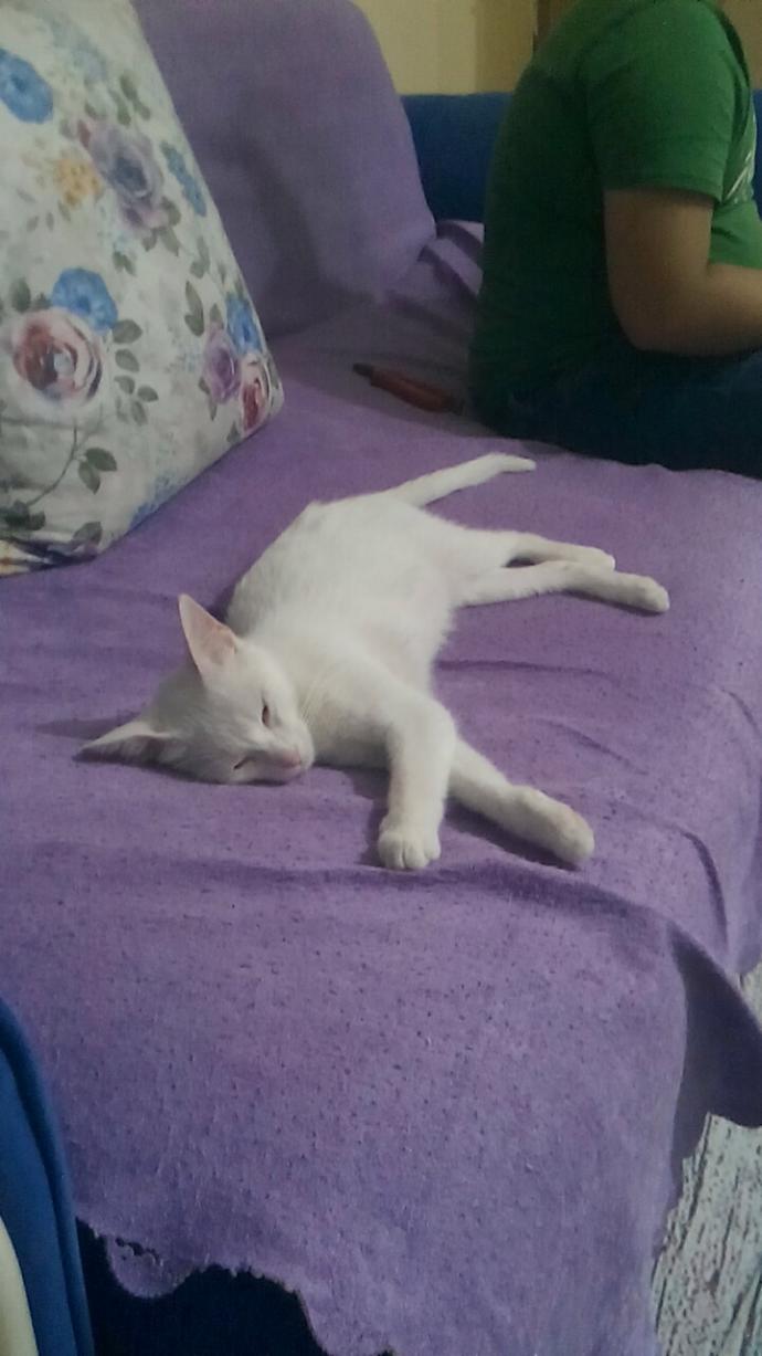 Bugün 8 Ağustos #DünyaKedilerGünü Bugüne kadar hiç kedi sahiplendin mi?