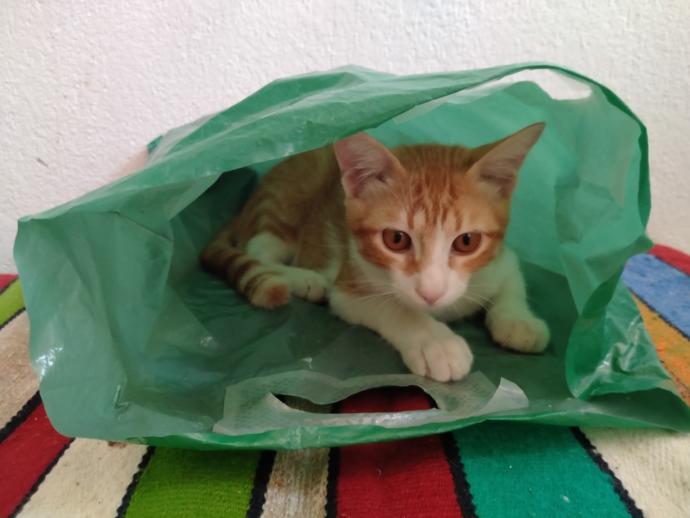 Bugün 8 Ağustos #DünyaKedilerGünü Bugüne kadar hiç kedi sahiplendin mi?