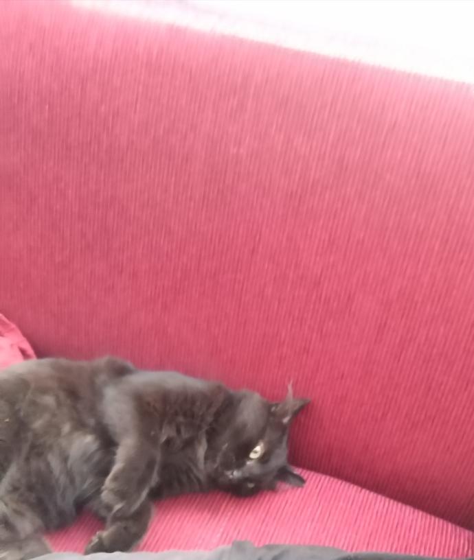 Bugün 8 Ağustos #DünyaKedilerGünü Bugüne kadar hiç kedi sahiplendin mi?