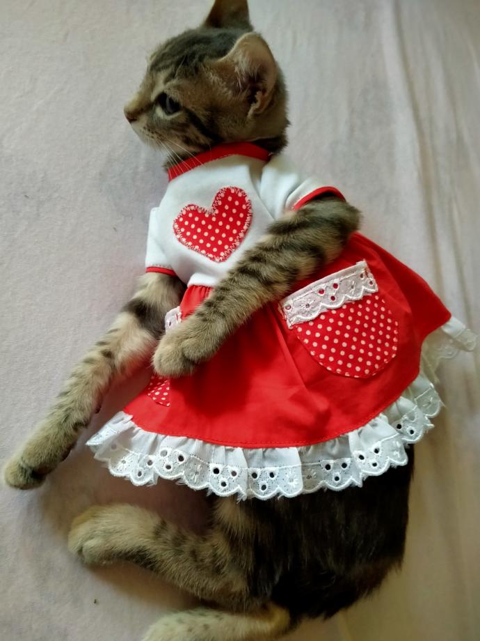Bugün 8 Ağustos #DünyaKedilerGünü Bugüne kadar hiç kedi sahiplendin mi?