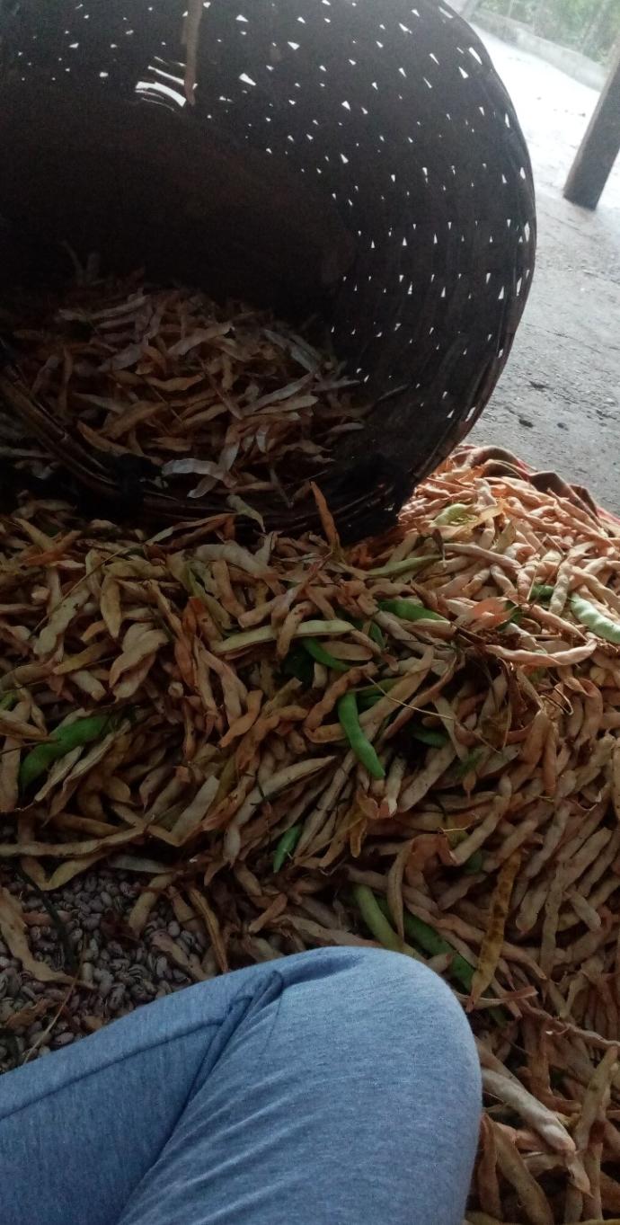 Köy hayatını seviyor musunuz?