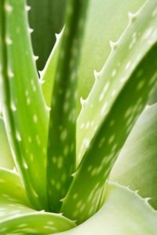 Aloe Vera cilt ve yüz bakımında nasıl kullanılır?