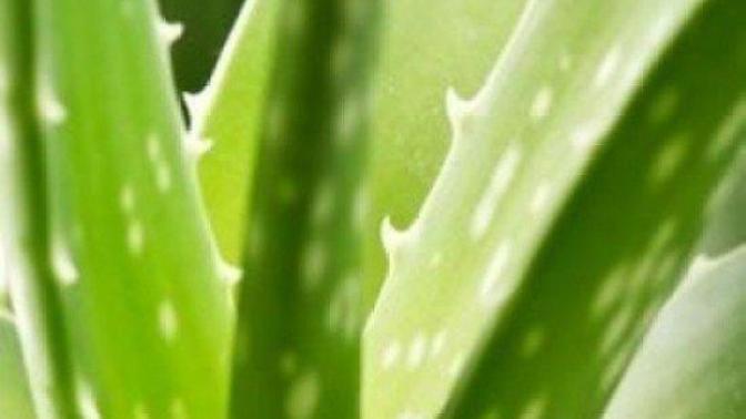 Aloe Vera cilt ve yüz bakımında nasıl kullanılır?