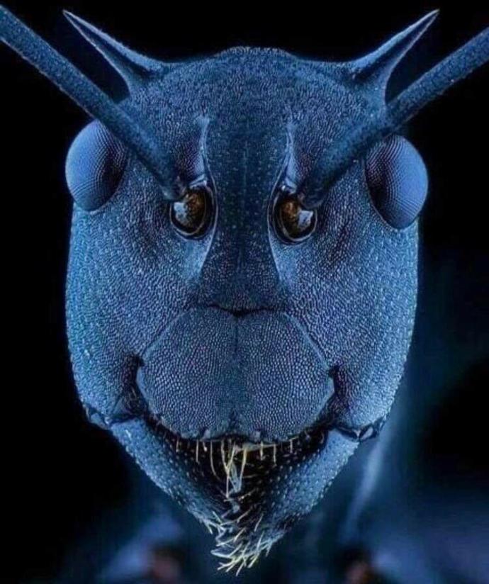 Karıncanın bu halini gördümüzmü hiç?
