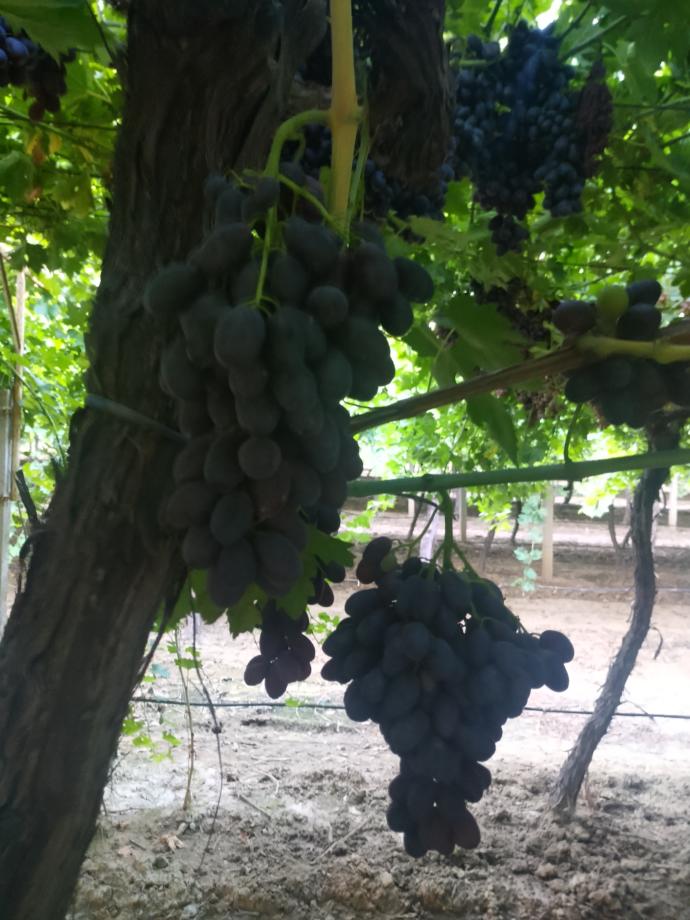 İşte bunlar.