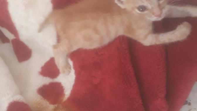 Yavru kedi tuvaletini yapamıyor olabilir mi?