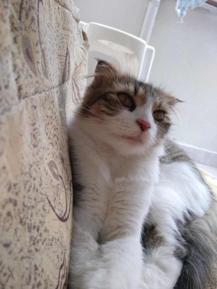 Kısırlaştırılan kedi hamile kalır mı?