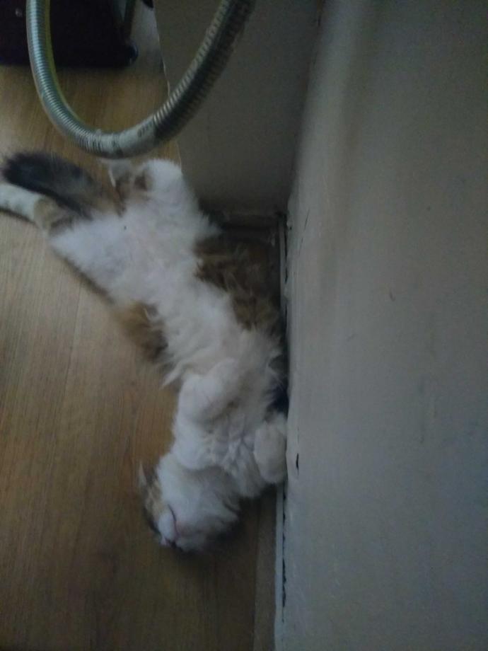 Kısırlaştırılan kedi hamile kalır mı?