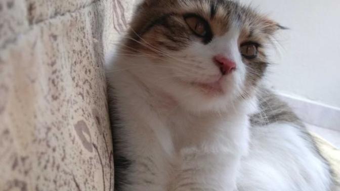Kısırlaştırılan kedi hamile kalır mı?