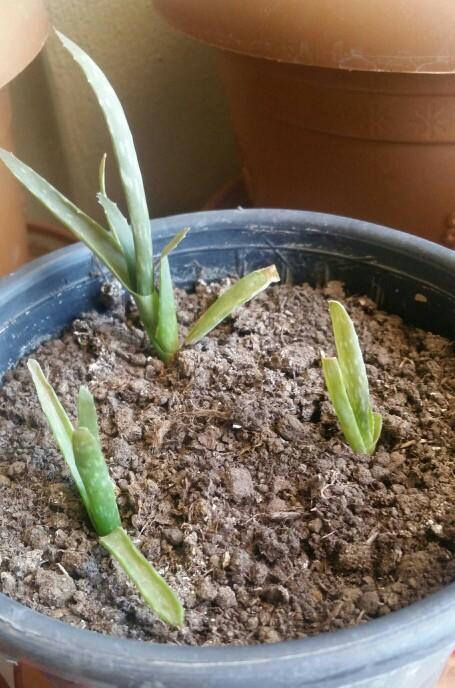 Aloe veram hiç gelişmiyor nasıl bakmam gerekiyor?