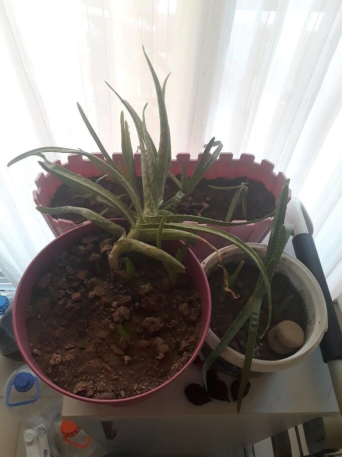 Aloe veram hiç gelişmiyor nasıl bakmam gerekiyor?