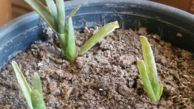 Aloe veram hiç gelişmiyor nasıl bakmam gerekiyor?