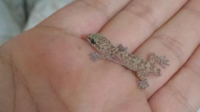 Halk arasında el öpen, süleymancık adıyla bilinen bu bebeği nasıl bilirsiniz?(Hemidactylus Turcicus )(Türk Keleri)?