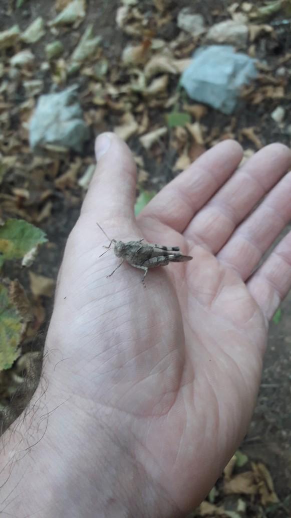 Hayvanlara karşı iyi kalpli misin?