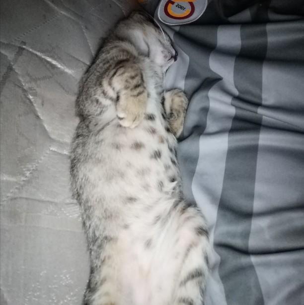 Hayvanlara karşı iyi kalpli misin?