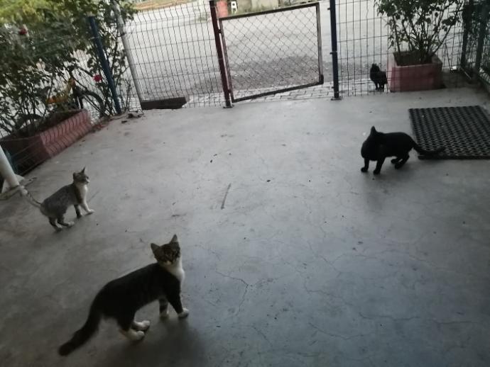 Hayvanlara karşı iyi kalpli misin?