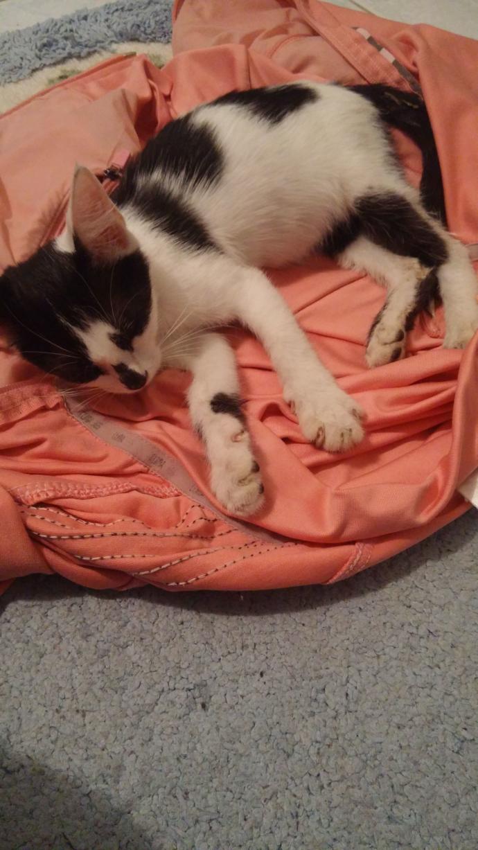 Yine kedi buldum hep benim karşıma çıkıyor nedendir?